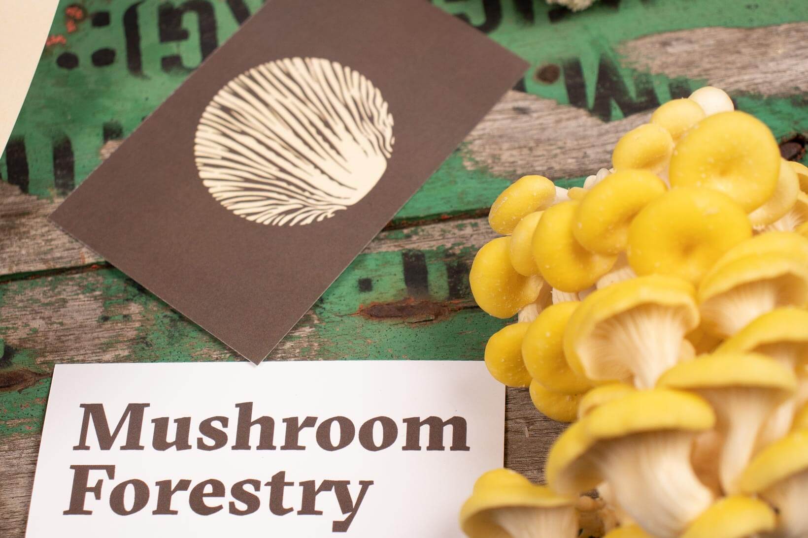 Detall de targetes de visita amb la nova identitat corporativa de la marca australiana de bolets Mushroom Forestry