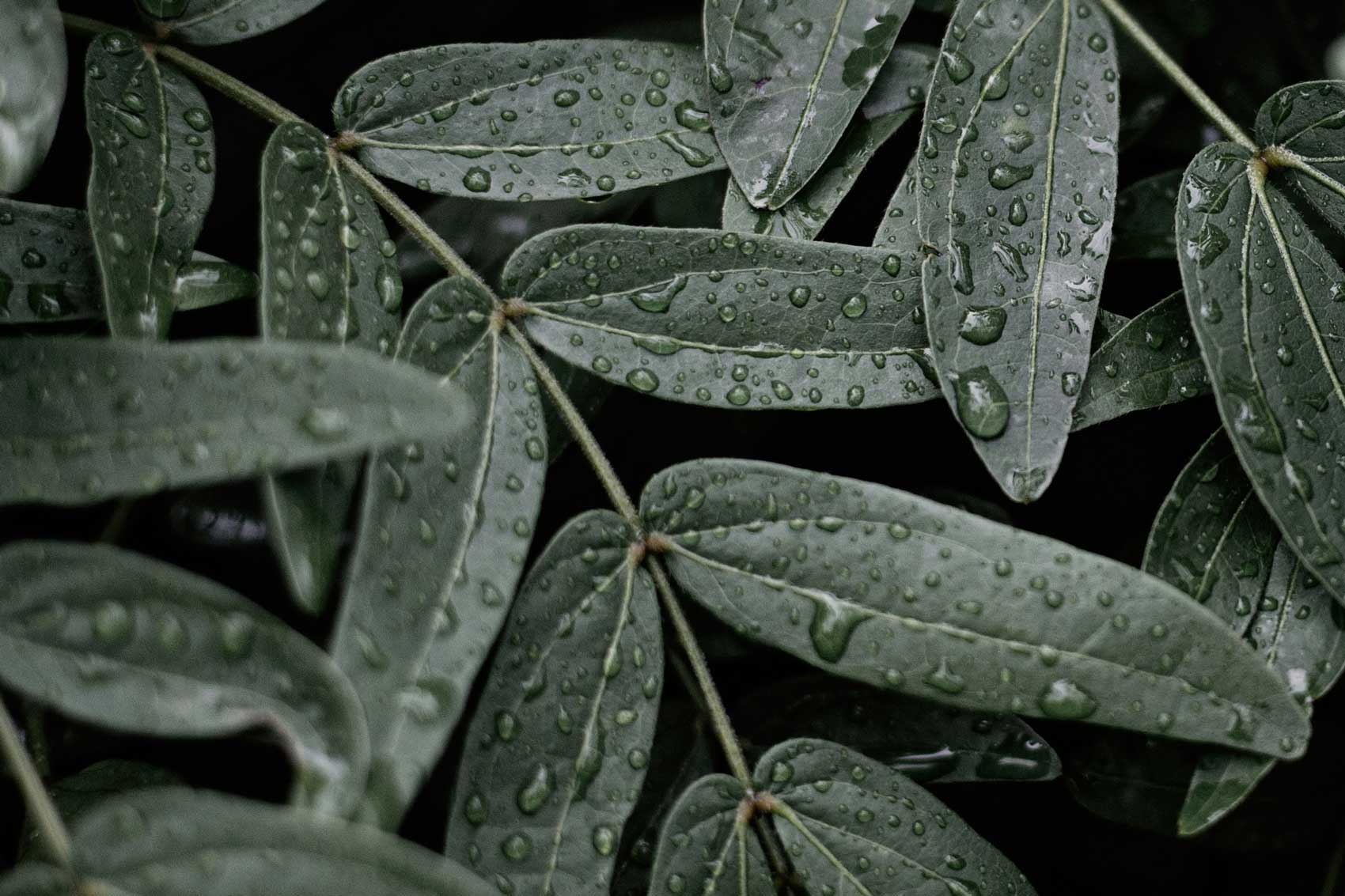 Steam Folk Saunas, Agencia Vibranding